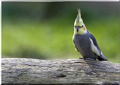 All about Cockatiel Care