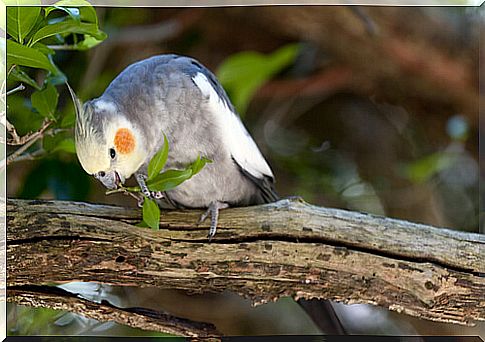 Knowing the Cockatiels