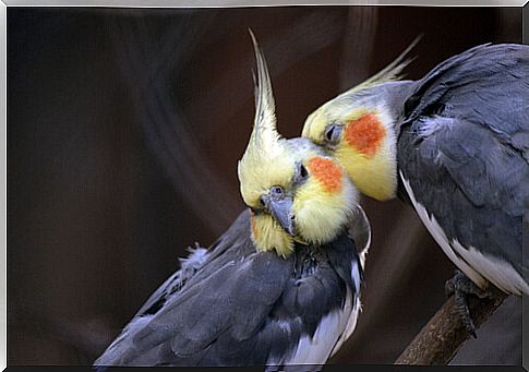 Beware of Cockatiels