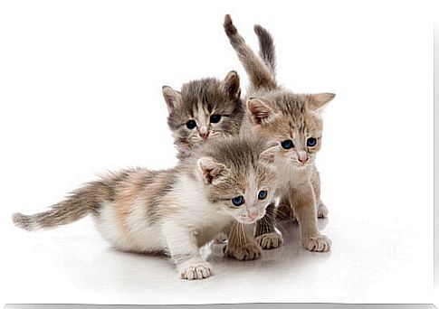 cat puppies