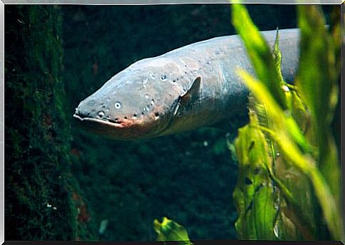 Amazon River and surrounding fauna