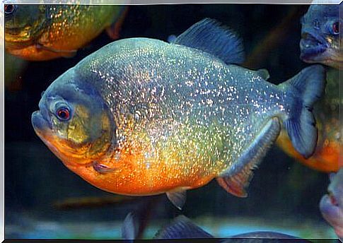 red piranha