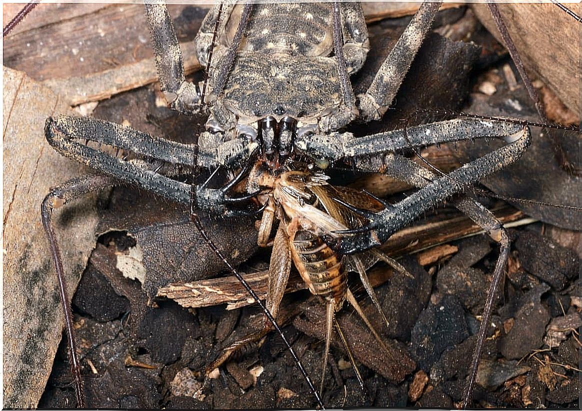 An ambiguous eating a cricket.