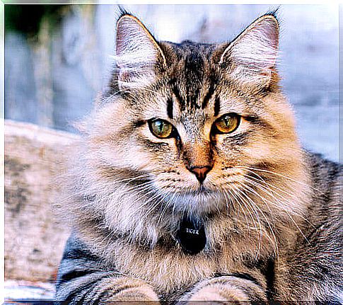 American bobtail cat