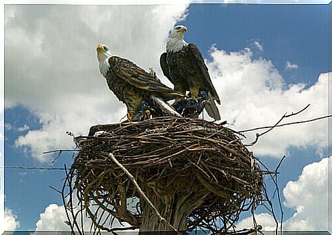 An eagle does not leave its nest during a storm