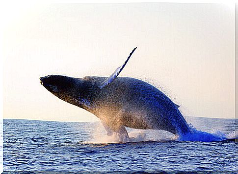 Whale