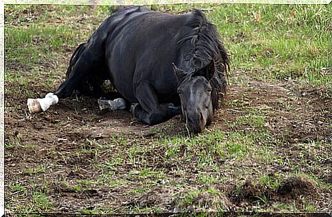 horse lying on the ground