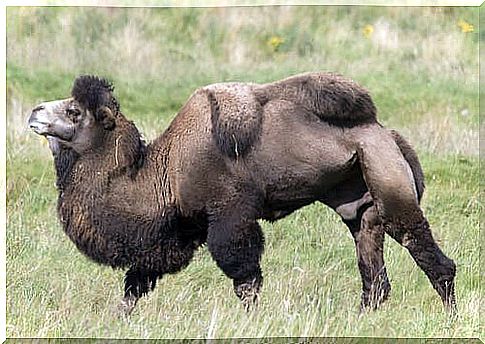 Bactrian camel: food and habitat