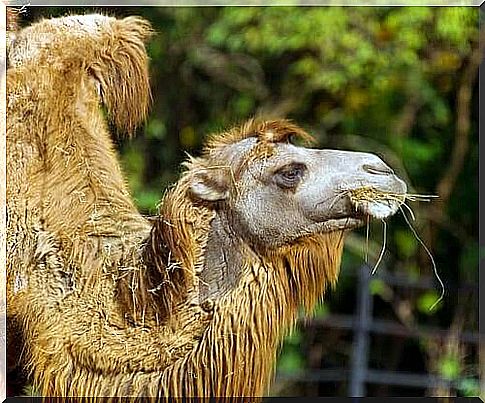 Bactrian camel