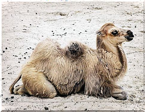 Bactrian camel