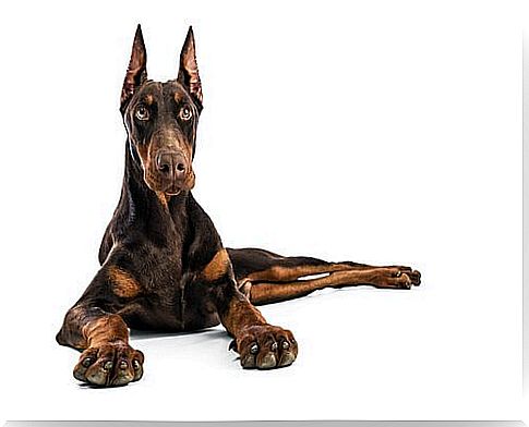 Doberman