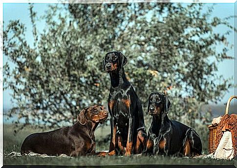 Doberman dogs