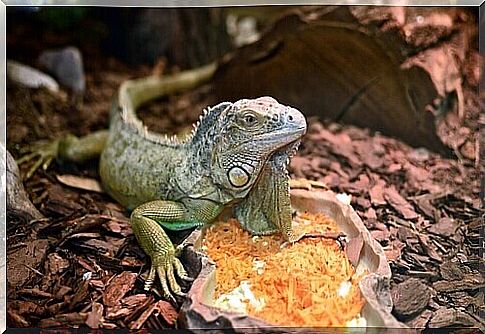 Basic Iguana Care