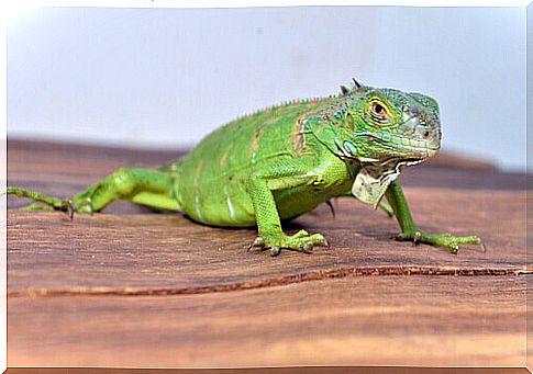 domestic iguana