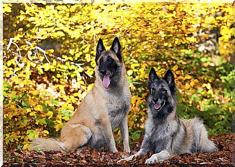 Characteristics of these dogs