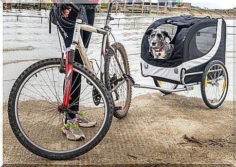 Bike Trailer for Dogs