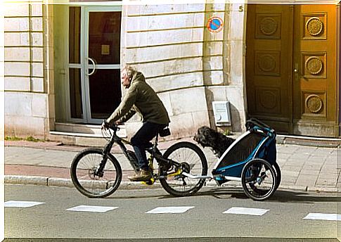 ride a bike with dogs