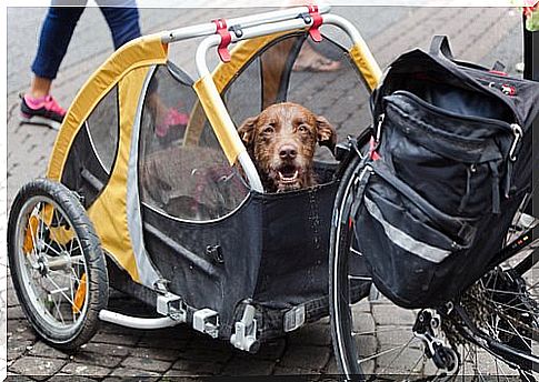 Bike Trailer for Dogs