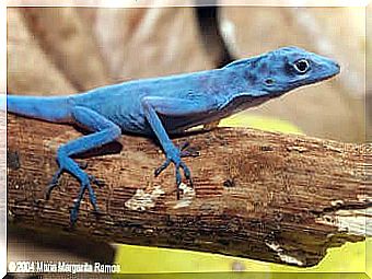 blue gorgona lizard