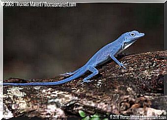 Blue lizard characteristics