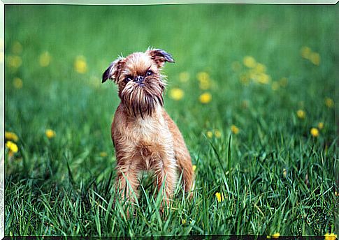 Brussels Griffon