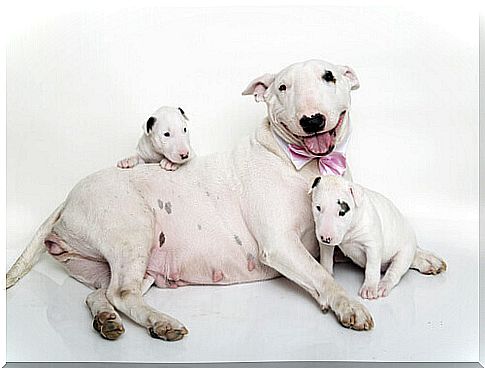 dog with two puppies