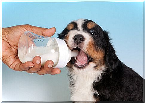 Puppy drinking milk from the bottle