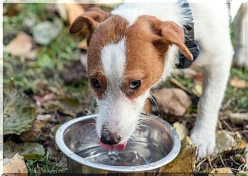 Can my pet drink any type of water?