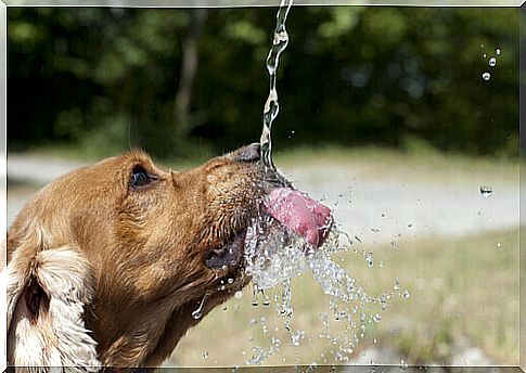 dog drinking water