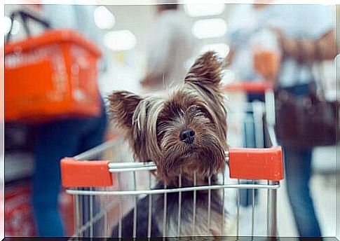 Can you go shopping with your pet?