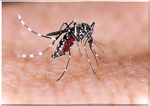 Mosquito Canine Filariasis