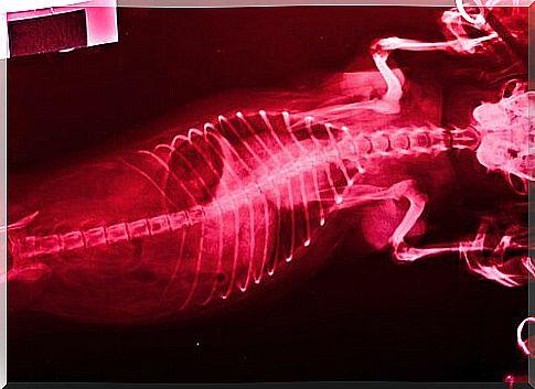 canine x-ray