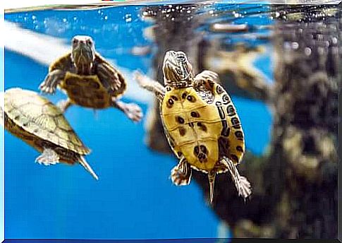 water turtles swimming