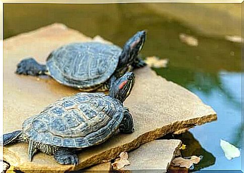 How to care for aquatic turtles