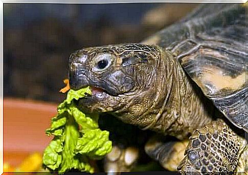 turtle feeding