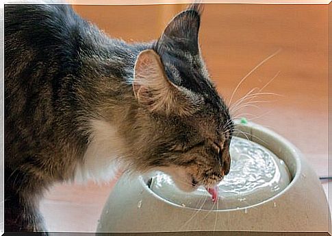 how cats drink water