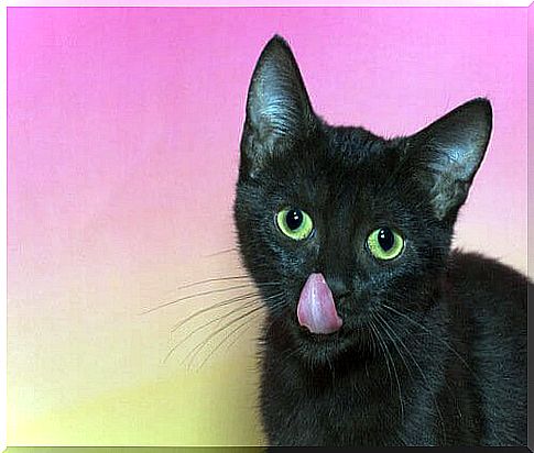 cats tongue