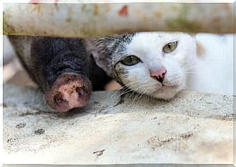 Cat-pig syndrome: what is this allergy