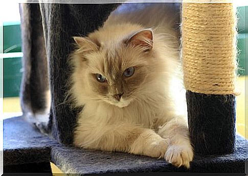 Tips for Your Cat Using a Scratcher