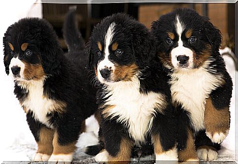 Cattle dog puppies