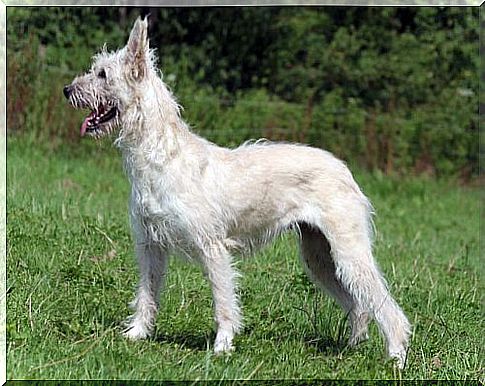 Raça de cachorro boiadeiro