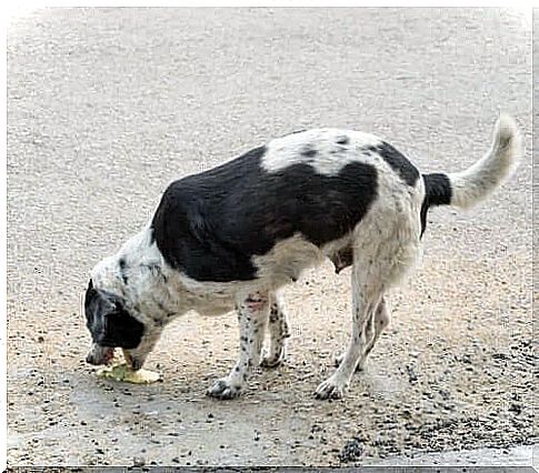 dog vomiting in the street