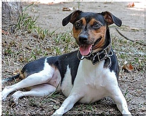 Brazilian terrier characteristics