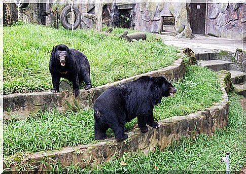 Chinese raises two bears thinking they were dogs