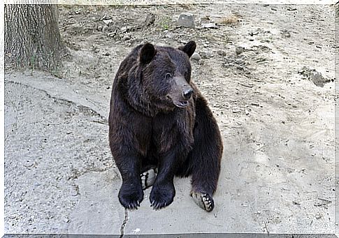 bear