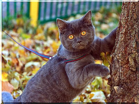 Walking with cat on a leash