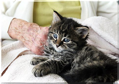 cat in the lap of an elderly person