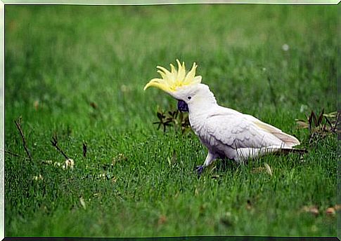 Cockatoo