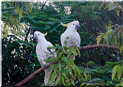 cockatoos