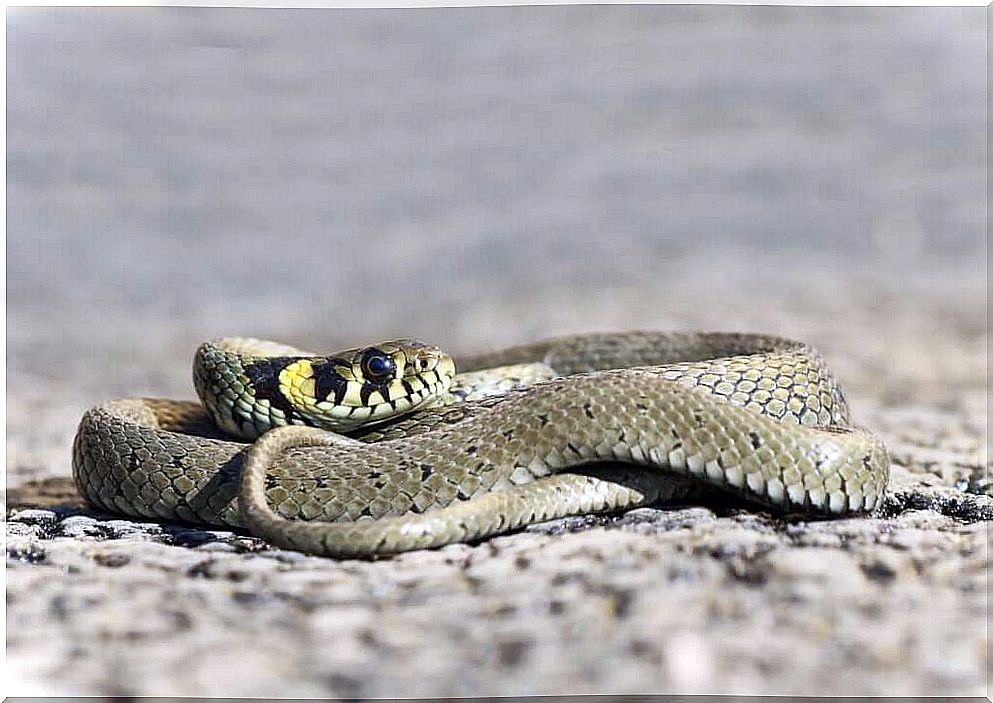 Collared water snake: between water and land